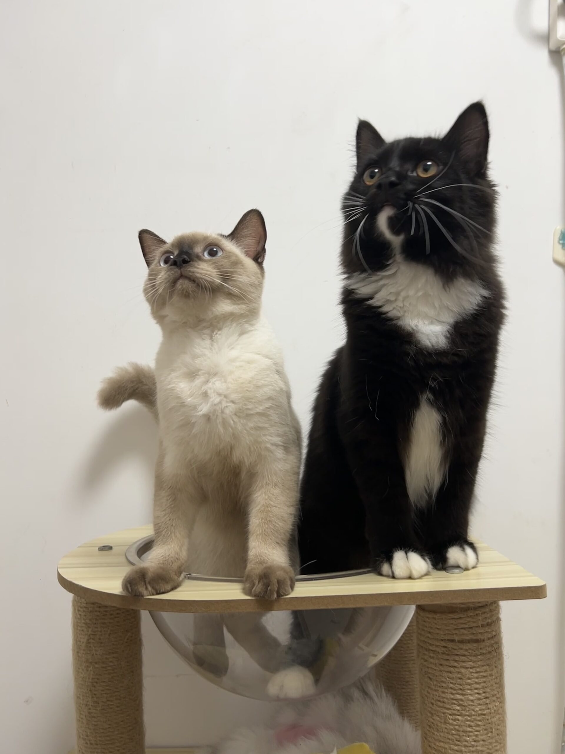 whoali的头像-棉花糖会员站