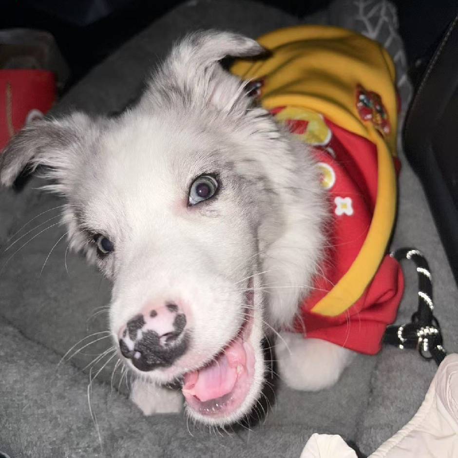 我是真不会的头像-棉花糖会员站